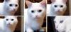 Thomas