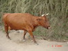 Крымская корова